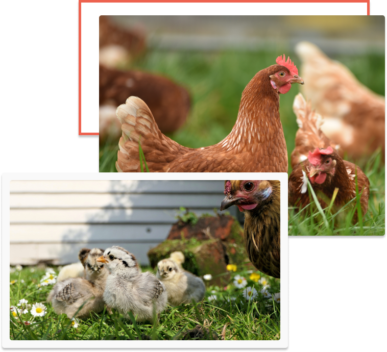 KK Egger Nursery facility